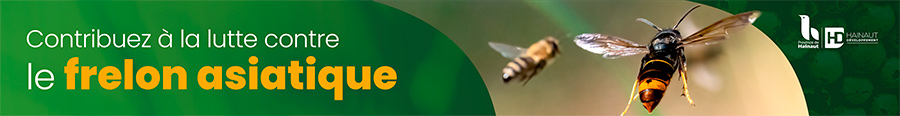 Frelon asiatique en Hainaut : Mieux comprendre pour mieux agir