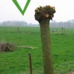 Le saule têtard (fiche à télécharger)