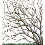 La taille de la glycine (fiche à télécharger)