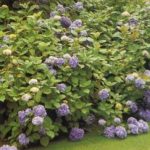 La taille de l'hortensia (fiche à télécharger)
