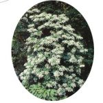 La taille de l'hortensia grimpant (fiche à télécharger)