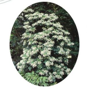 La taille de l'hortensia grimpant (fiche à télécharger)