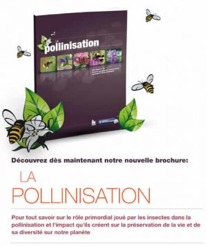 La pollinisation
