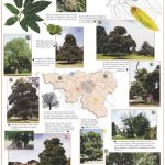 2002 – L’année du châtaignier commun