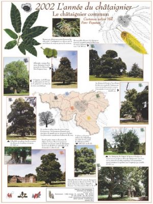 2002 – L’année du châtaignier commun