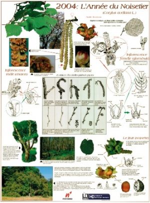 2004 – L’année du noisetier