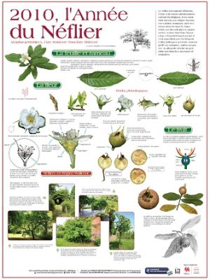 2010 - L'année du néflier