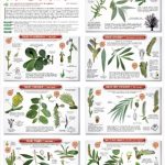 2013 - L'année du saule