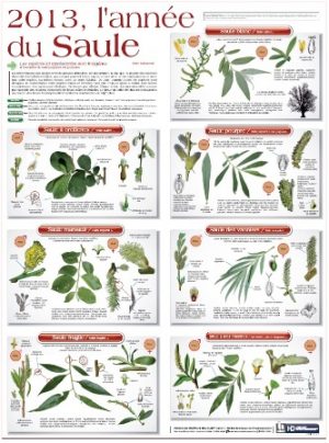 2013 - L'année du saule