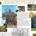 2000 - L'année du Tilleul