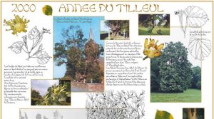2000 - L'année du Tilleul