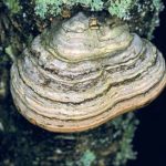 Amadouvier - Fomes fomentarius