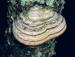 Amadouvier - Fomes fomentarius