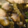 Armillaire couleur de miel - Armillaria mellea