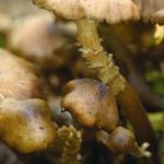 Armillaire couleur de miel - Armillaria mellea