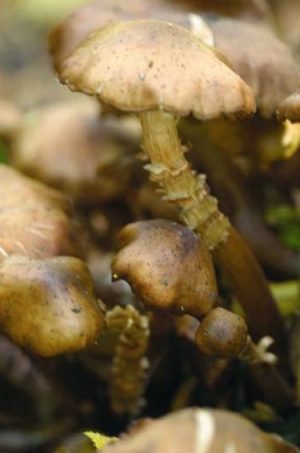 Armillaire couleur de miel - Armillaria mellea