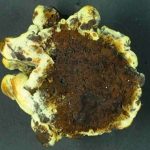 Carie brune cubique du pied - Phaeolus schweinnitzii