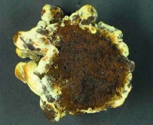 Carie brune cubique du pied - Phaeolus schweinnitzii