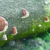 Faux-amadouvier du pin - Fomitopsis pinicola