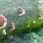 Faux-amadouvier du pin - Fomitopsis pinicola