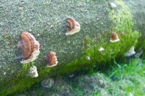 Faux-amadouvier du pin - Fomitopsis pinicola