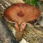 Fistuline hépatique - Fistulina hepatica