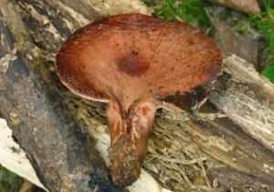Fistuline hépatique - Fistulina hepatica
