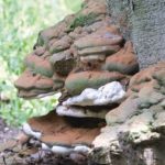 Ganodermes - Ganoderma