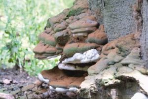 Ganodermes - Ganoderma