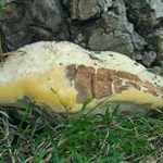 Haplopore du frêne - Perenniporia fraxinea