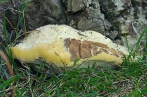 Haplopore du frêne - Perenniporia fraxinea