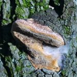 Phellin des arbres fruitiers - Phellinus tuberculosus
