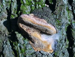 Phellin des arbres fruitiers - Phellinus tuberculosus