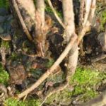 Phellin des groseilliers - Phellinus ribis