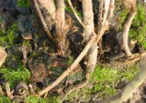 Phellin des groseilliers - Phellinus ribis