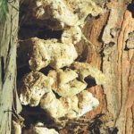 Polypore amer - Oligoporus stypticus