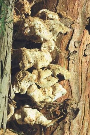 Polypore amer - Oligoporus stypticus