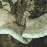 Polypore du bouleau - Piptoporus betulinus