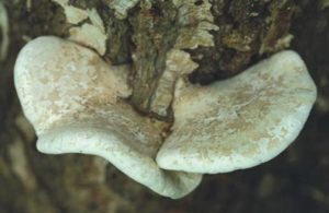 Polypore du bouleau - Piptoporus betulinus