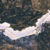Polypore des pins - Heterobasidion annosum