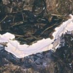 Polypore des pins - Heterobasidion annosum