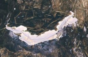 Polypore des pins - Heterobasidion annosum