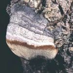 Polypore du tremble - Phellinus tremulae