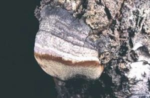 Polypore du tremble - Phellinus tremulae