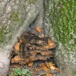 Polypore géant - Meripilus giganteus
