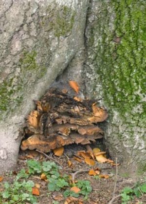 Polypore géant - Meripilus giganteus