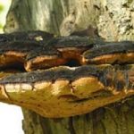 Polypore hérissé - Inonotus hispidus