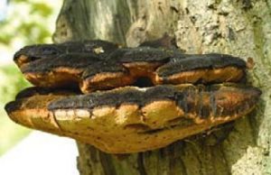 Polypore hérissé - Inonotus hispidus