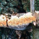 Polypore radié - inonotus dryadeus