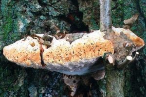Polypore radié - inonotus dryadeus